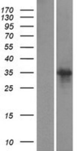 Novus Biologicals™ SCRT1 Overexpression Lysate