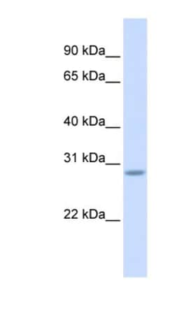 SCRT2 Antibody, Novus Biologicals:Antibodies:Primary Antibodies