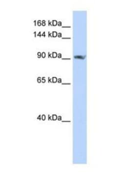 SCUBE2 Antibody, Novus Biologicals 0.05mg; Unlabeled:Antibodies, Polyclonal