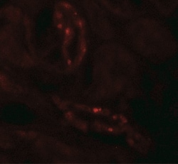 SCUBE3 Antibody - BSA Free, Novus Biologicals:Antibodies:Primary Antibodies