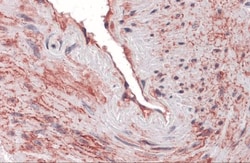 SCUBE3 Antibody - BSA Free, Novus Biologicals:Antibodies:Primary Antibodies