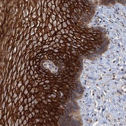 SCUBE3 Antibody, Novus Biologicals:Antibodies:Primary Antibodies