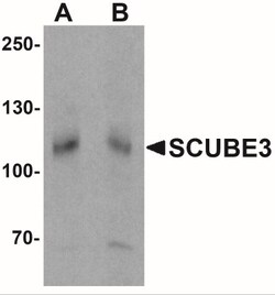 SCUBE3 Antibody - BSA Free, Novus Biologicals:Antibodies:Primary Antibodies