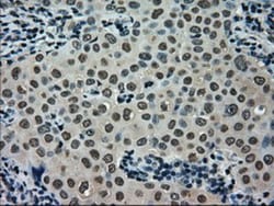 SCY1 like 3 Antibody (OTI1A5), Novus Biologicals 0.1mL; Unlabeled:Antibodies,