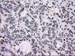 SCY1 like 3 Antibody (OTI1A5), Novus Biologicals 0.1mL; Unlabeled:Antibodies,