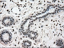 SCY1 like 3 Antibody (OTI1A5), Novus Biologicals 0.1mL; Unlabeled:Antibodies,