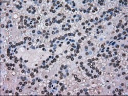 SCY1 like 3 Antibody (OTI1A5), Novus Biologicals 0.1mL; Unlabeled:Antibodies,