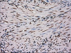SCY1 like 3 Antibody (OTI1A5), Novus Biologicals 0.1mL; Unlabeled:Antibodies,