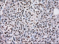 SCY1 like 3 Antibody (OTI1A5), Novus Biologicals 0.1mL; Unlabeled:Antibodies,