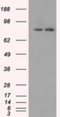 SCY1 like 3 Antibody (OTI1A5), Novus Biologicals 0.1mL; Unlabeled:Antibodies,