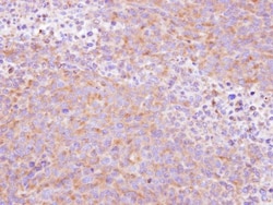 SCY1 like 3 Antibody, Novus Biologicals 0.1mg; Unlabeled:Antibodies, Polyclonal