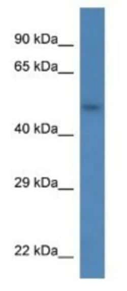 SDC3 Antibody, Novus Biologicals 100μL; Unlabeled:Antibodies, Polyclonal