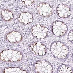 SDF4 Antibody, Novus Biologicals 0.1mL; Unlabeled:Antibodies, Polyclonal