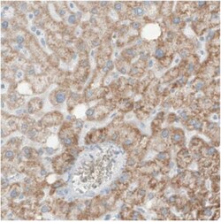 SDHB Antibody (CL0346), Novus Biologicals 25 &mu;L, Unlabeled:Antibodies,