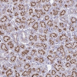 SDNSF/MCFD2 Antibody, Novus Biologicals 25 &mu;L, Unlabeled:Antibodies,