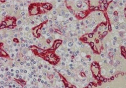 SDPR Antibody, Novus Biologicals 0.1mg; Unlabeled:Antibodies, Polyclonal