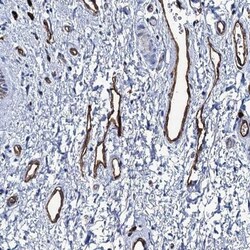 SDPR Antibody, Novus Biologicals:Antibodies:Primary Antibodies