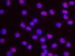 SDS3 Antibody, Novus Biologicals 0.1mg; Unlabeled:Antibodies, Polyclonal