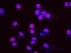 SDS3 Antibody, Novus Biologicals 0.1mg; Unlabeled:Antibodies, Polyclonal