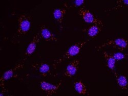 SDS3 Antibody, Novus Biologicals 0.1mg; Unlabeled:Antibodies, Polyclonal
