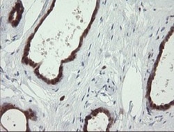 SDSL Antibody (OTI1A8), Novus Biologicals 0.1mL; Unlabeled:Antibodies,
