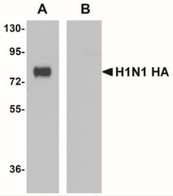 Seasonal H1N1 Hemagglutinin Antibody (7H12F6) - BSA Free, Novus Biologicals