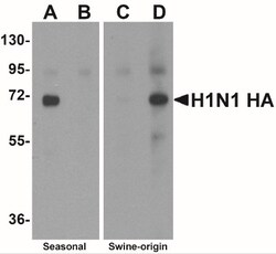 Seasonal H1N1 Hemagglutinin Antibody - BSA Free, Novus Biologicals:Antibodies:Primary