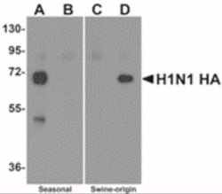 Seasonal H1N1 Hemagglutinin Antibody - BSA Free, Novus Biologicals 0.1mg;