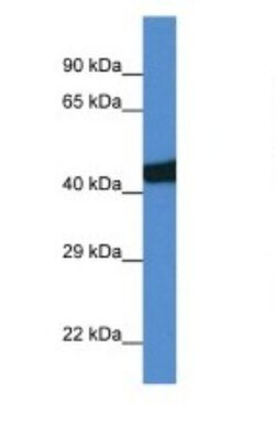 SEC14L3 Antibody, Novus Biologicals 100&mu;L; Unlabeled:Antibodies, Polyclonal