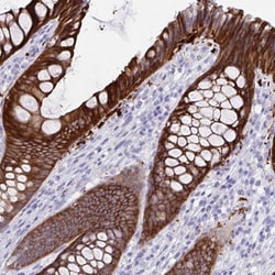 SEC14L3 Antibody, Novus Biologicals 25 &mu;L, Unlabeled:Antibodies, Polyclonal