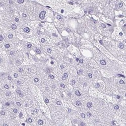 SEC14L3 Antibody, Novus Biologicals 25 &mu;L, Unlabeled:Antibodies, Polyclonal