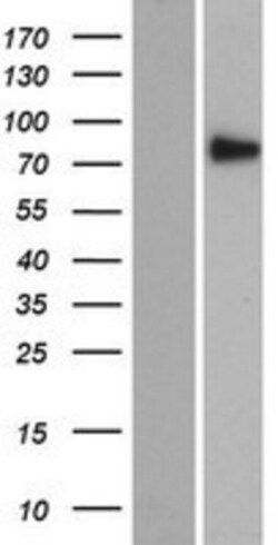 Novus Biologicals&trade;&nbsp;SEC14L5 Overexpression Lysate
