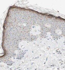 SEC16A Antibody, Novus Biologicals 0.1mL; Unlabeled:Antibodies, Polyclonal