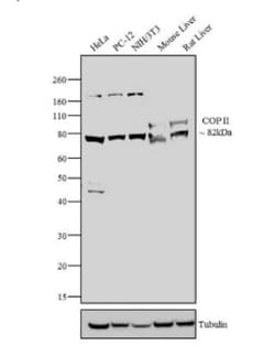SEC23A Antibody, Novus Biologicals 0.1mg; Unlabeled:Antibodies, Polyclonal