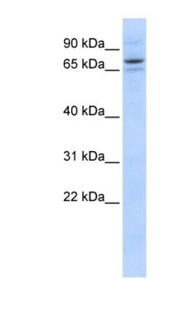 SEC23B Antibody, Novus Biologicals 0.05mg; Unlabeled:Antibodies, Polyclonal