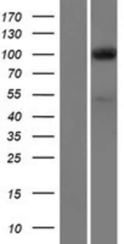 Novus Biologicals&trade;&nbsp;SEC3 Overexpression Lysate