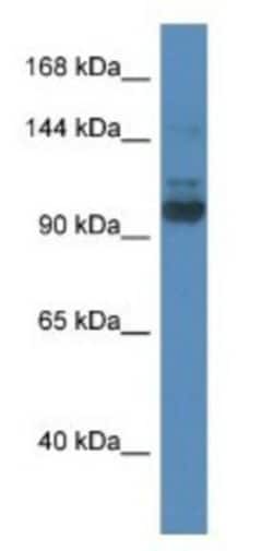 SEC31A Antibody, Novus Biologicals:Antibodies:Primary Antibodies