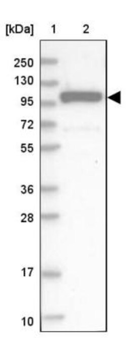 SEC3 Antibody, Novus Biologicals 0.1mL; Unlabeled:Antibodies, Polyclonal