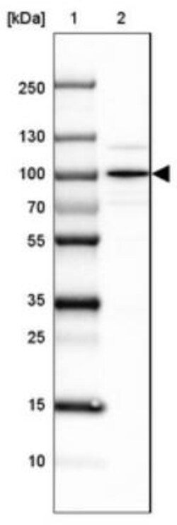 SEC63 Antibody, Novus Biologicals:Antibodies:Primary Antibodies
