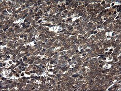 Secernin-1 Antibody (OTI1F2), Novus Biologicals 0.1mL; Unlabeled:Antibodies,