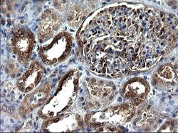 Secernin-1 Antibody (OTI1F2), Novus Biologicals 0.1mL; Unlabeled:Antibodies,