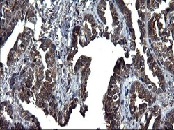 Secernin-1 Antibody (OTI1F2), Novus Biologicals 0.1mL; Unlabeled:Antibodies,