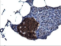 Secernin-1 Antibody (OTI1F2), Novus Biologicals 0.1mL; Unlabeled:Antibodies,