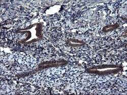 Secernin-1 Antibody (OTI1F2), Novus Biologicals 0.1mL; Unlabeled:Antibodies,