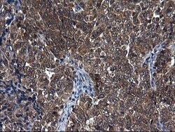 Secernin-1 Antibody (OTI1F2), Novus Biologicals 0.1mL; Unlabeled:Antibodies,