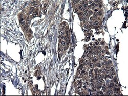 Secernin-1 Antibody (OTI1F2), Novus Biologicals 0.1mL; Unlabeled:Antibodies,