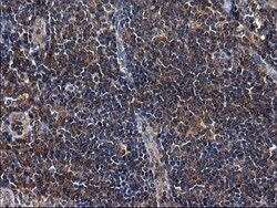 Secernin-1 Antibody (OTI1F2), Novus Biologicals 0.1mL; Unlabeled:Antibodies,