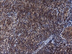 Secernin-1 Antibody (OTI1F2), Novus Biologicals 0.1mL; Unlabeled:Antibodies,