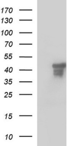 Secernin-1 Antibody (OTI1F2), Novus Biologicals 0.1mL; Unlabeled:Antibodies,
