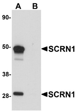 Secernin-1 Antibody - BSA Free, Novus Biologicals 0.1mg; Unlabeled:Antibodies,